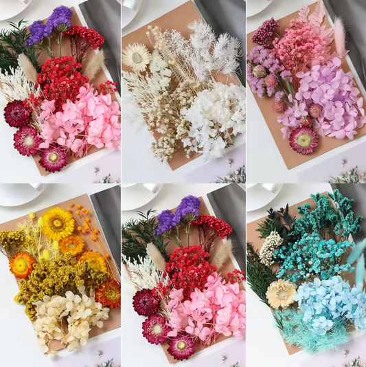 Real Dried Flowers